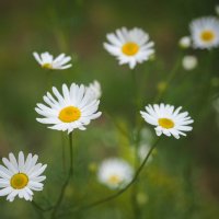 Про лето :: Магомед .