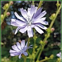 Цикорий :: Veera V Цикорий :: Veera V