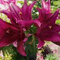 Лилии, вновь лилии. :: Любовь Сахарова