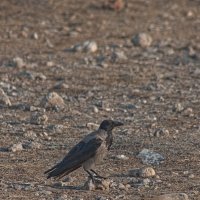 На камушке :: Giant Tao /