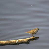 Кулик-перевозчик :: Сергей Цветков