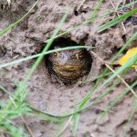Модест. :: Валерий Пославский Модест. :: Валерий Пославский