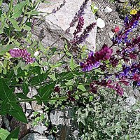 Цветы. :: Владимир Драгунский Цветы. :: Владимир Драгунский