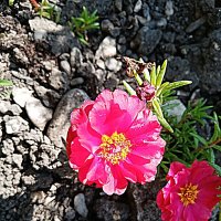 Цветы. :: Владимир Драгунский Цветы. :: Владимир Драгунский