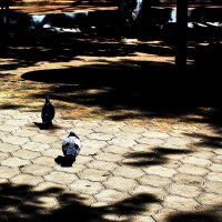 В поисках хлеба :: Юрий Гайворонскiий