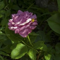 Розочка и паучок :: Валентин Семчишин Розочка и паучок :: Валентин Семчишин