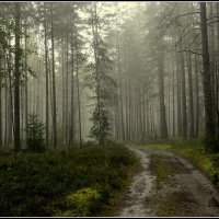 лесная дорога.... :: Aleksandr Gal