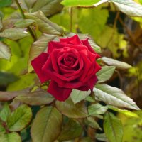 Бархатная роза :: Валентин Семчишин