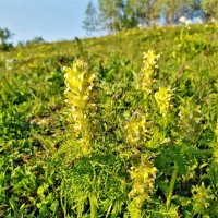 Альпийские луга плато Лагонаки :: Tata Wolf Альпийские луга плато Лагонаки :: Tata Wolf