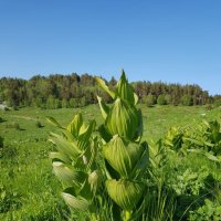 Альпийские луга плато Лагонаки :: Tata Wolf