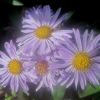 Летние :: Елена Семигина