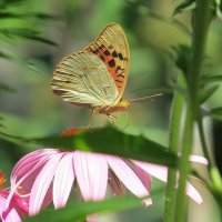 С усиками наперевес .....))) :: Natali 