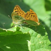 На волнах зелёных ... :: Natali 