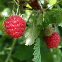 Сладкое лето... :: Галина 