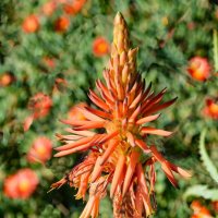 Алоэ древовидное :: Oleg4618 Шутченко Алоэ древовидное :: Oleg4618 Шутченко