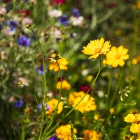 Цветочное... :: Nyusha .