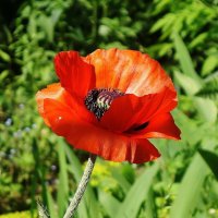 Мак :: Рита Симонова