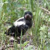 Слёток сороки :: Зоя Мишина Слёток сороки :: Зоя Мишина