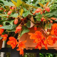 Лето. :: Ирина Соловьёва