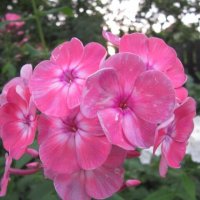 Флокс Салмон Глоу :: Дмитрий Никитин