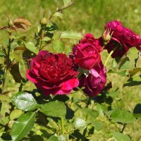 цветы :: ИННА ПОРОХОВА