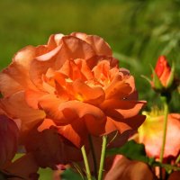 цветы :: ИННА ПОРОХОВА