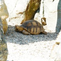 Большие черепахи(~1метр и более) в сухом пруду . Японский сад. :: Alexey YakovLev