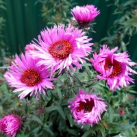 Цветы :: Наталья 