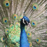 Павлин, потому и красив, что хвост держит «пистолетом»! :: Арина Невская