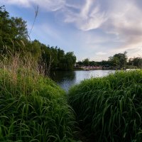 Сквозь траву... :: Николай Гирш