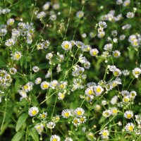 Эригерон или мелколепестник :: Татьяна Машошина