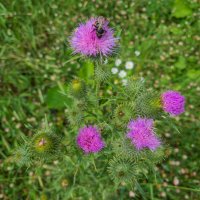 Чертополох. :: Борис Калитенко