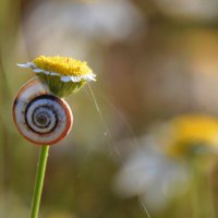 ...пообедала... :: Надежда Куркина 