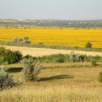 Пшеницу убрали...цветёт подсолнечник... :: Надежда Куркина 