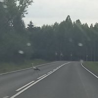 Вот такой пешеход :: BoxerMak Mak