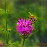 Минускулы(букашки) :: AZ east3