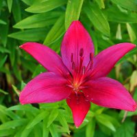 Июль - время лилий :: Светлана Июль - время лилий :: Светлана