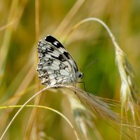 и снова бабочки 9 :: Александр Прокудин