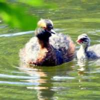 Красношейная поганке с утенком - 1 :: Сергей 