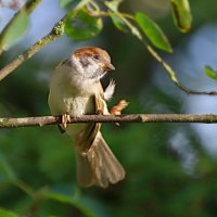 весельчак... :: Andrey Bragin 