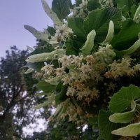 Липа :: Сапсан 