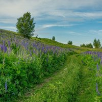 Люпиновый мир. :: Александр Филатов