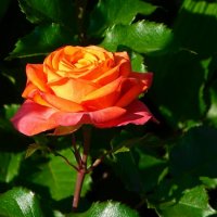 О красоте цветов. :: Милешкин Владимир Алексеевич 