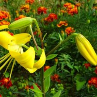 Цветы на городской клумбе. :: Милешкин Владимир Алексеевич 