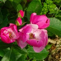 Городские цветы. :: Милешкин Владимир Алексеевич Городские цветы. :: Милешкин Владимир Алексеевич