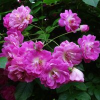 Летние розы :: Лидия Бусурина