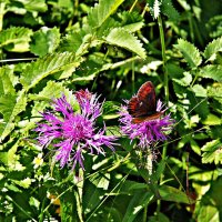 Июль...Бабочка чернушка на цветке! :: Владимир 