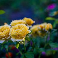 Желтая роза -эмблема ... :: Петр 