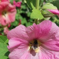 Мальва :: Татьяна Лютаева