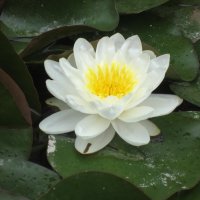 Нежность :: Натали 